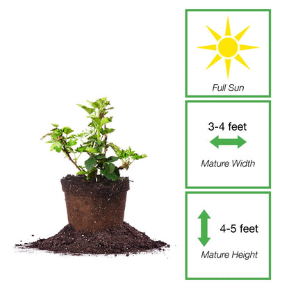 PERFECT PLANTS PrimeArk Freedom BlackBerry Bush 1 Gallon | Live Thornless Fruit for Outdoor Planting | Large Fruits for Home Gardens | Dark Purple Berries Emerge During Early Summer