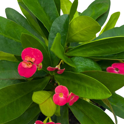 BubbleBlooms Crown of Thorns, Euphorbia milii, Madagascar Christ Thorn in a 4 inch Pot