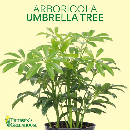 Thorsen's Greenhouse Live Arboricola Umbrella Tree Plant, Schefflera Arboricola, Natural Air Purifier, Easy to Grow, Live Indoor Houseplant, 4-inch Diameter (Coffee)