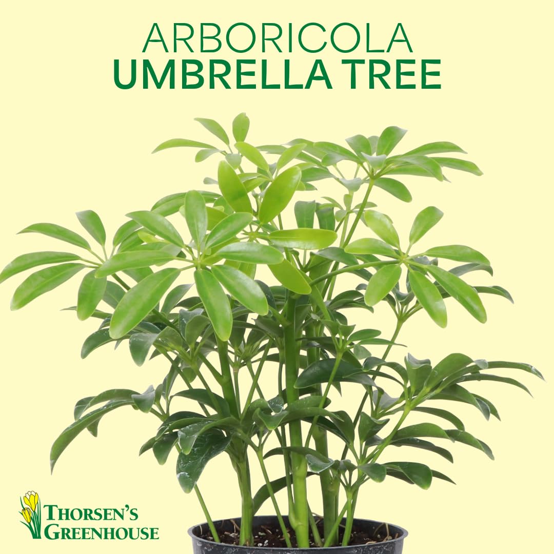 Thorsen's Greenhouse Live Arboricola Umbrella Tree Plant, Schefflera Arboricola, Natural Air Purifier, Easy to Grow, Live Indoor Houseplant, 4-inch Diameter (Gold)