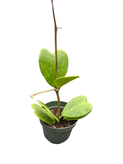 Hoya Kerrii Live Plant – Heart Leaf Hoya – 4 Inch Pot – Indoor Succulent Houseplant Easy Care