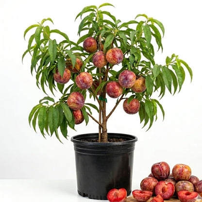 Flavor Pluot Tree Live Plant, Plum Apricot Plant, 3 Gallon Pot, 2-3 Ft Long, Sweet Fruit for Home Garden Outdoor, No Ship to CA