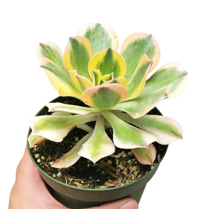 Aeonium Sunburst Copper Pinwheel - Live Succulent Plant, 4 Inch Pot, Variegated Green Yellow Rosette Leaves with Pink Edges, Easy to Care Plant for Home Garden Decor, Plant Gifts (Plastic Pot, 4 Inch)