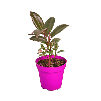 7 Pack Ficus Elastica 'Tineke' - 6" Pot in 6in Pot - Live Tropical Houseplant - Easy to Grow | Air Purifying | Variegated | USA Growers | The Snobby Leaf