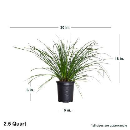 Breeze Lomandra (2.5 Quart) Evergreen Mid-Sized Dwarf Mat Rush Ornamental Grass - Full Sun Zebra Grass