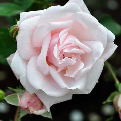 Heirloom Climbing Roses, Live Own Root Plant for Outdoor Garden, New Dawn™, Very Fragrant, Hardiness Zones 4-10, Repeat Blooming