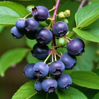 2 Black Huckleberry Bushes Live Plants, Well Rooted Huckleberries Fruits, 4'' Pot, Indoor Outdoor Growing