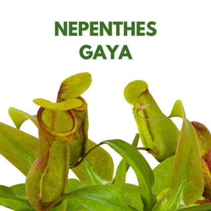 BubbleBlooms Carnivorous Plant Winged Pitcher Nepenthes Gaya in a 3 inch Pot