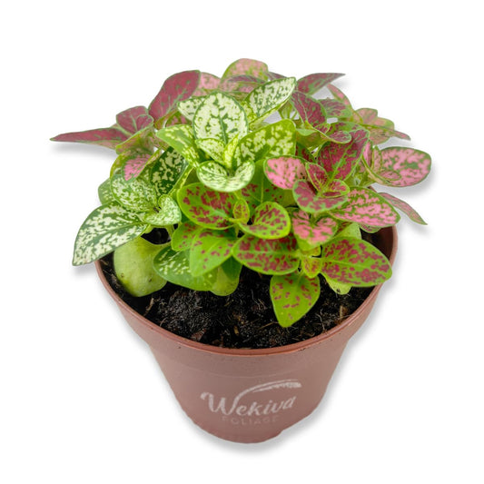 Tricolor Polka Dot Plant - Live Plant in a 2 Inch Growers Pot - Hypoestes Phyllostachya - Compact Colorful Tropical Beauty Mosaic Foliage