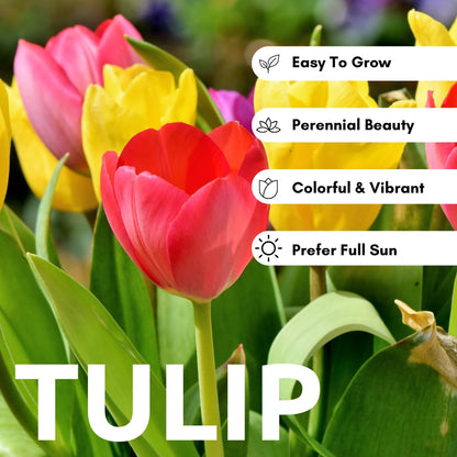 Mixed Color Tulip Bulbs for Planting - Easy to Grow Perennial Tulips, Top Size Bulbs (20 Bulbs)