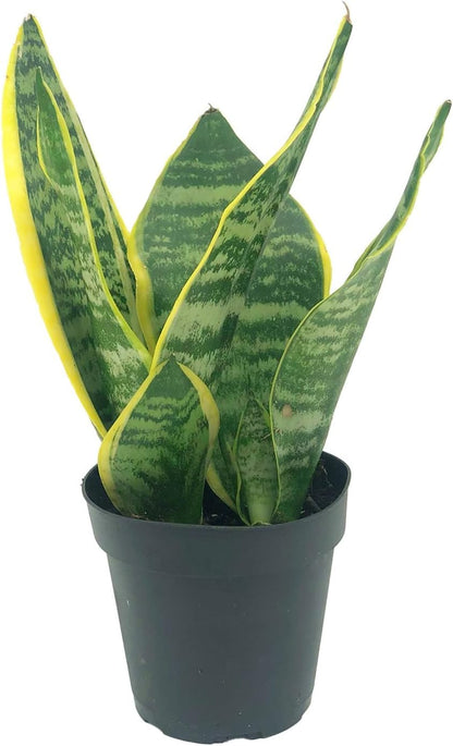 Live Snake Plant – Sansevieria Superba Trifasciata – ragnaroc Tropical Plant in 4” Pot +6” Plant Height - 2ct - Indoor House Plant in Pot, Potted Succulent Plant