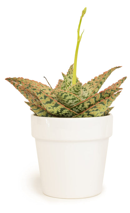 Live Aloe Plant Succulents, Star Aloe Plants Live with White Planter, Succulents Plants Live in Potting Soil Mix, Potted Succulents Live Plants, Cactus Plants Live Succulent Plants by Plants for Pets