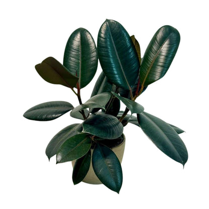 PLANTVERS Ficus Elastica ‘Burgundy’ Live Plant in 6" Grow Pot - Burgundy Rubber Tree – Low-Maintenance Indoor Houseplant | Air-Purifying Indoor Plant