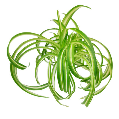 Curly Spider Plant 'Bonnie' (4" Grower Pot) - Healthy Houseplant - Easy Care Indoor Houseplant, Fully Rooted in 2/4/4.5/5/6 inch Sizes