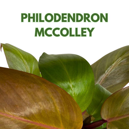 BubbleBlooms Philodendron McColley's Finale, 4 inch Bright Red Philo