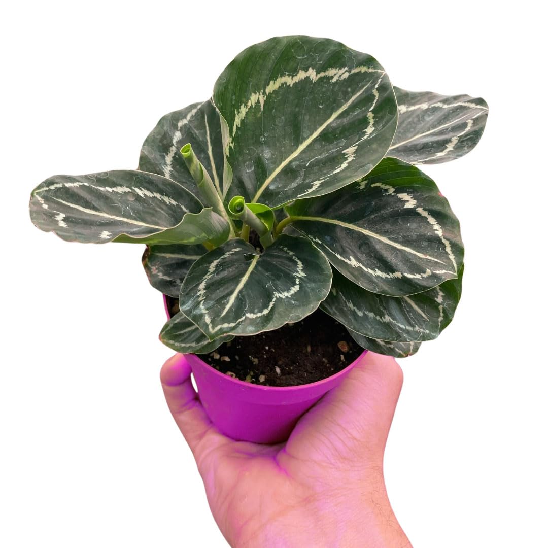 3 Pack Calathea 'Green Goddess' in 4in Pot - Live Tropical Houseplant - Easy to Grow | Air Purifying | Pet Friendly | Variegated | USA Growers | The Snobby Leaf