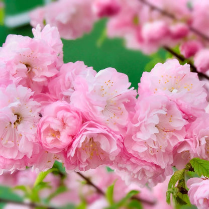 Flowering Almond Shrubs Trees Live Plants in Pot, Well-Rooted Fragrant Flowering Plum Bushes, 8-12 Inches Tall, Ornamental Tree for Outdoor Planting