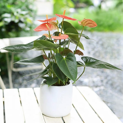 Live Indoor Flowering Houseplants, Anthurium 'Orange' in 6" Grower Pot, Easy Care Houseplants, Live Plants for Home and Office Decor