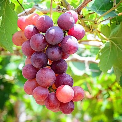 Grape Vine Plant Live for Planting Outdoors, Grape Plant Live Grape Tree to Grow 1-2 Years Old Well-Rooted, Black Grape Fruit Tree Live Plant (Red Grape)