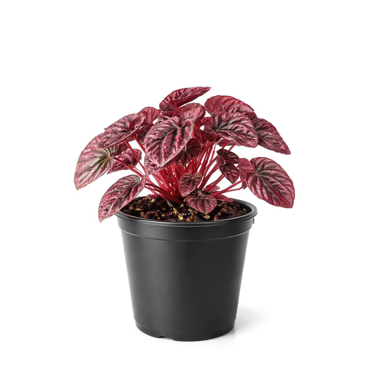 Peperomia 'Ripple Red' (4 inch) - Lucky Houseplants - 4/6 inch Unique Live Decorative Houseplants - Easy to Care Indoor Plants, Perfect for Office, Home & Feng Shui Decor