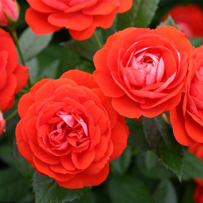 Heirloom Floribunda Roses, Live Own Root Plant for Outdoor Garden, Veranda® Brilliant™, No Fragrance, Hardiness Zones: 5-9, Repeat Blooming