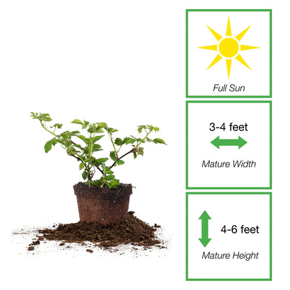 Perfect Plants Arapaho Thornless BlackBerry Bush 1 Gal. Pot Tasty Sweet Fruit Large Firm Berries