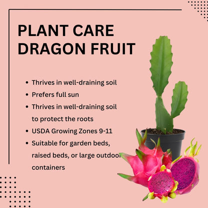 Live Red Dragon Fruit Plant, Tropical Dragon Fruit Vine Plant, 10-12 Inch Tall for Outdoor Planting