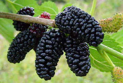SmartMe Live Plant - Mulberry Plant Tree Dwarf Everbearing Morus Nigra Sweet Fruit 4" Pot Live Plant