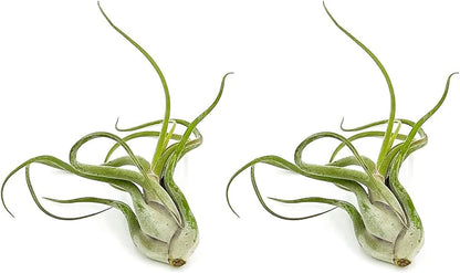ragnaroc Air Plants - Flowering Tillandsia Caput Medusae, Large 5-7" - 2ct - Live Arrival Guaranteed - House Plants for Home Decor & Gift
