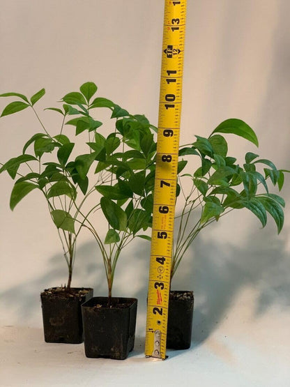 Live Plant - 2 Dwarf Nandina Firepower Shrubs, Heavenly Bamboo, 4-8" Tall Live Plants, 2" Pot