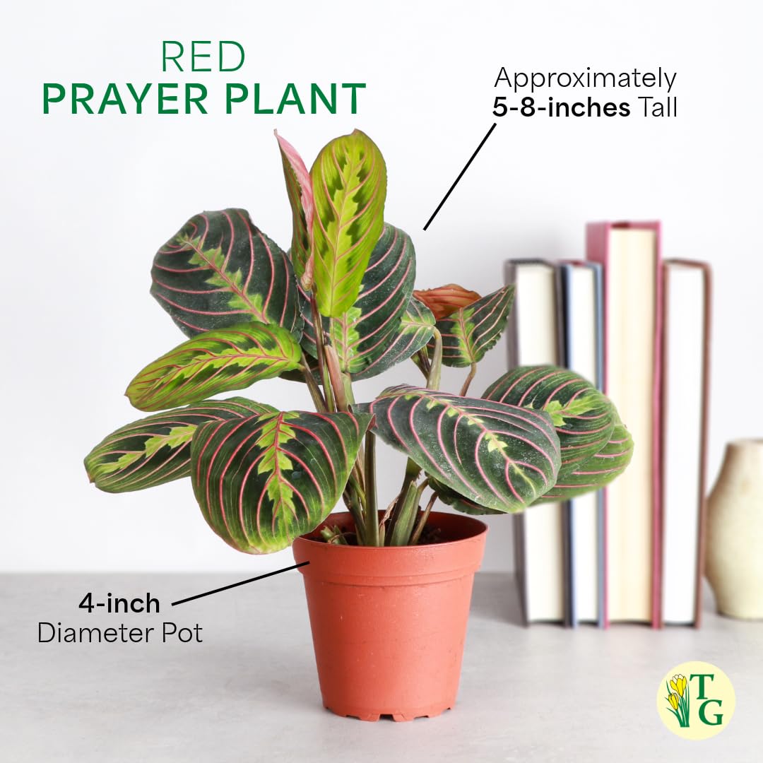 Thorsen's Greenhouse Red Prayer Plant, Live Indoor Plant, Pet Friendly, Popular Houseplant, Red Maranta, Easy to Grow, 4" Diameter Pot (Sage)