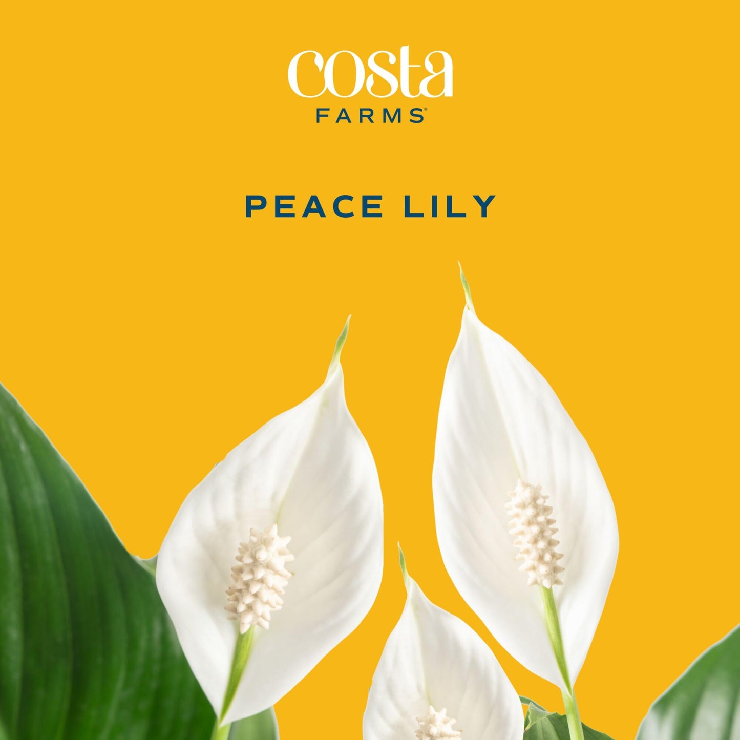 Costa Farms Peace Lily Live Indoor Plant, Spathiphyllum in Decorative Pot, Easy Care Houseplant, Natural Air Purifier, Flowering Office or Home Decor, Gift, 14-24 Inches Tall