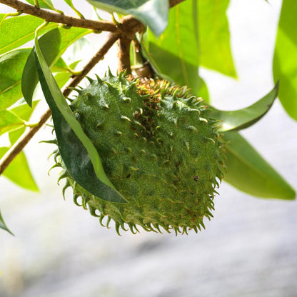 Soursop Live Plant, Tropical Soursop Fruit Tree 5-8'' Tall, Annona Muricata Tree for Growing Outdoor