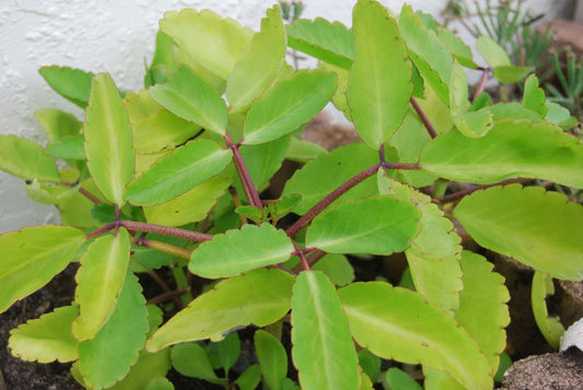 nrg Fresh Seeds - Color KALANCHOE PINNATA Miracle Leaf air Plants Bryophyllum Pinnatum 4" Plant , Succulent, Cactus, for Home and Garden