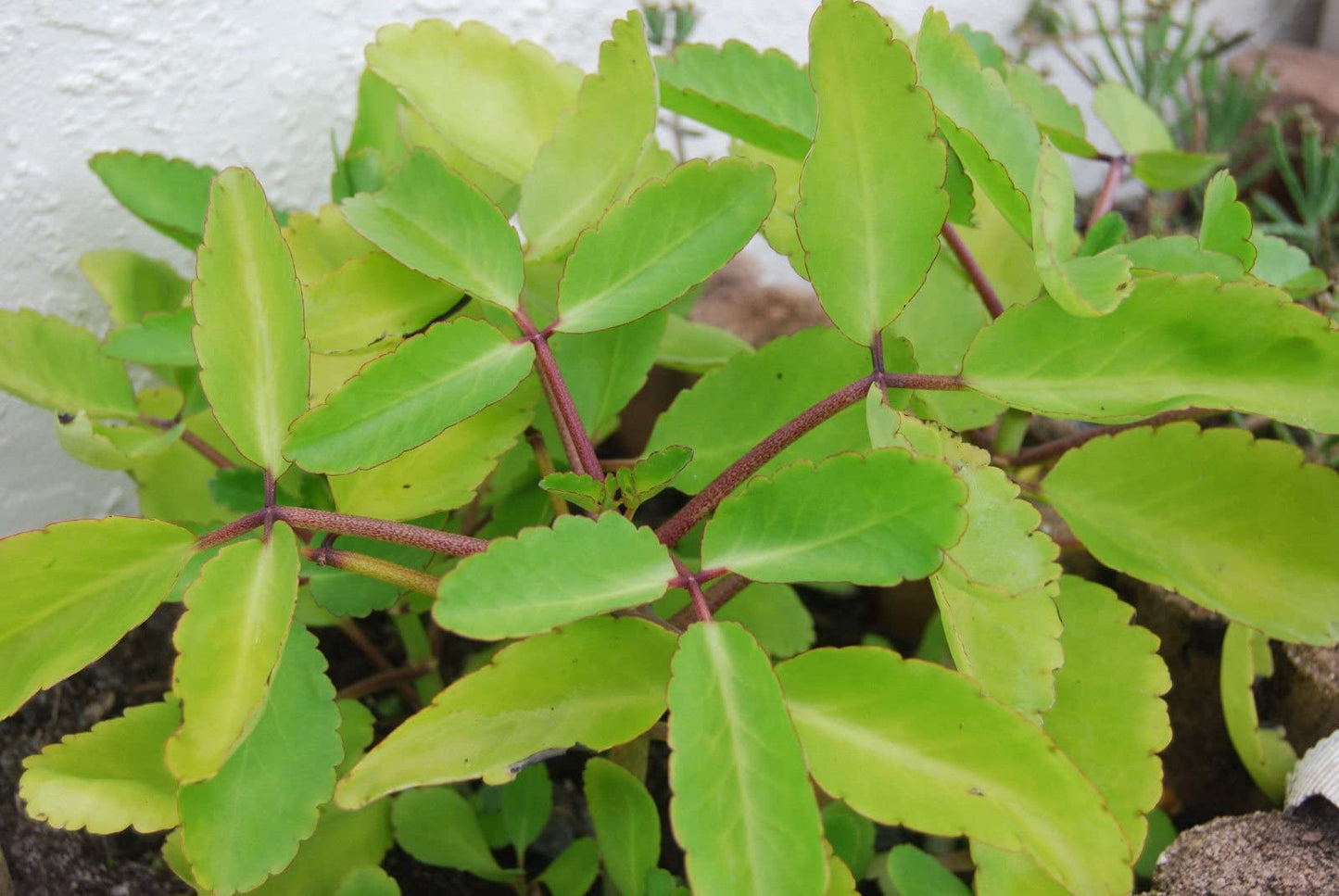 Color KALANCHOE PINNATA Miracle Leaf air Plants Bryophyllum Pinnatum 4" Plant , Succulent, Cactus, for Home and Garden