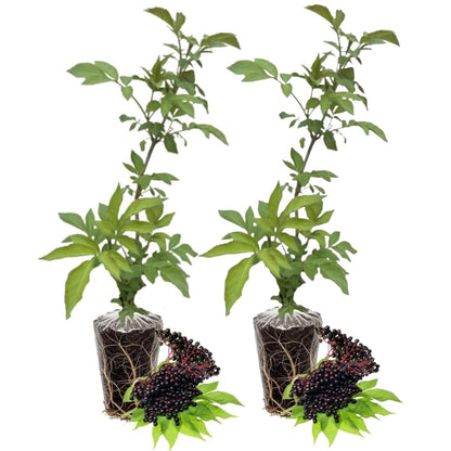 Pack 2 Elderberry Plants Live for Planting, Elderberry Bush Live Plants, 6-12 Inch Tall