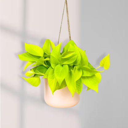 Pothos Neon Live Plant (Devil’s Ivy) – 4″ Bright Chartreuse Variety of Golden Pothos - Low Maintenance Indoor Houseplant - Air Purifying Epipremnum Aureum - Easy Care for Home & Office