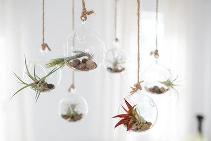 Air Plant Shop Fully Assembled Air Plant Cork Bark Displays - Wholesale and Bulk - Succulents - Live Tillandsia - Easy Care Indoor and Outdoor House Plants (Small)