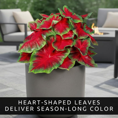 Florida Cardinal Caladium Bulbs for Planting - Perennial Fancy Heart-Shaped Leaves, Vibrant Red and Green Foliage for Shade Gardens, Containers, and Indoor Displays (5 Bulbs)