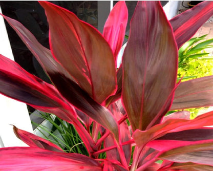 Hawaiian Red Ti Leaf Plant Logs Live Indoor/Outdoor Tropical Plants - 2 Cordyline Fruticosa Cutting Logs - Easy Care Good Luck Plant