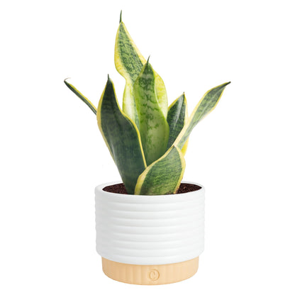 Costa Farms Snake Plant, Live Sansevieria Indoor Houseplant in 4-Inch Decorative Pot, 8-12 Inches Tall, Low Light Air Purifying Succulent, Easy Care Room Decor Gift