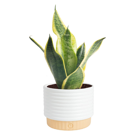 Costa Farms Snake Plant, Live Sansevieria Indoor Houseplant in 4-Inch Decorative Pot, 8-12 Inches Tall, Low Light Air Purifying Succulent, Easy Care Room Decor Gift