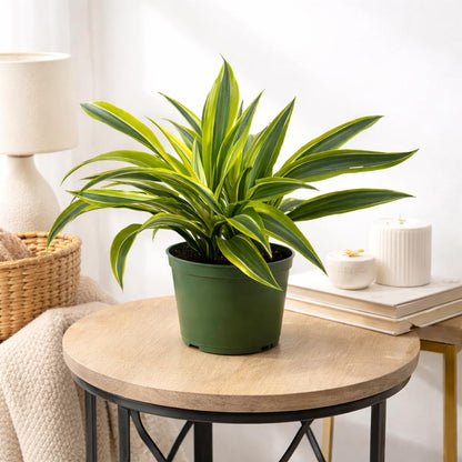 Dracaena Lemon Lime Live Plant in 6 Inch Pot, Variegated Indoor Houseplant with Bright Green and Yellow Foliage
