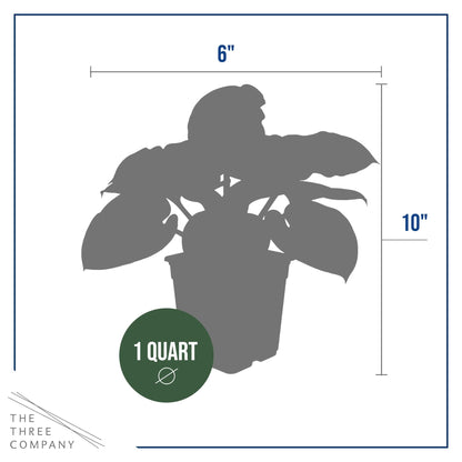 Live Perennial Hosta - Francis Williams (3 Plants Per Pack) Beautiful Accent Plant, 10" Tall by 4" Wide in 1 Qt Pot