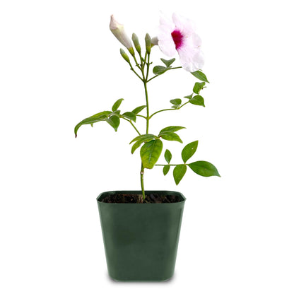 My Shelfie - Pink Bower Flower Vine, Pink Plant Vine for Trellises, Railings, Balconies, and More, 5-6 Inches Tall Live Plants in 2-Inch Pot, Outdoor Plant for USDA Zones 9-11