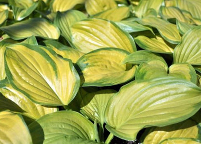 Stained Glass Hosta - HOSTA of The Year 2006! - Live Plant - Quart Pot