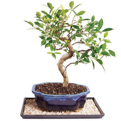 Brussel's Bonsai - Live Golden Gate Ficus Bonsai Tree with Ceramic Bonsai Pot & Humidity Tray, Indoor Bonsai Plant, 10 Years Old, 16-20 Inches Tall, Easy Care Houseplant for Home or Office (Large)