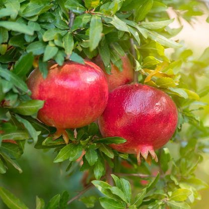 Sweet Pomegranate Tree Live Plant, Red Wonderful Pomegranate Tree Zone 8 to 11, Size 8 to 10 Inch Tall