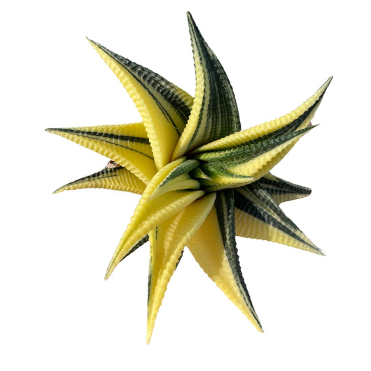 Rare Haworthia Limifolia variegata Succulent Plants – Unique Live Indoor Plants | Low-Maintenance | Great for Collectors, Home, Office, and Gifts