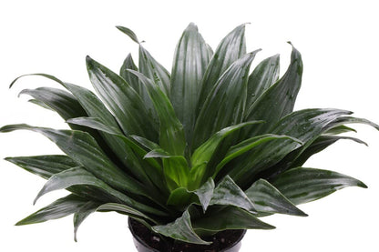 Thorsen's Greenhouse Live Janet Craig Compacta Plant, Dracaena Fragrans, Live Indoor Plant, 4" Diameter Pot